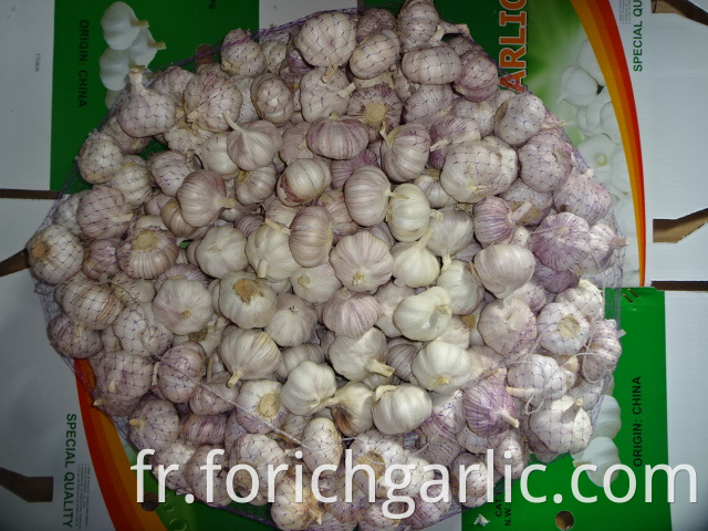 Garlic In Carton